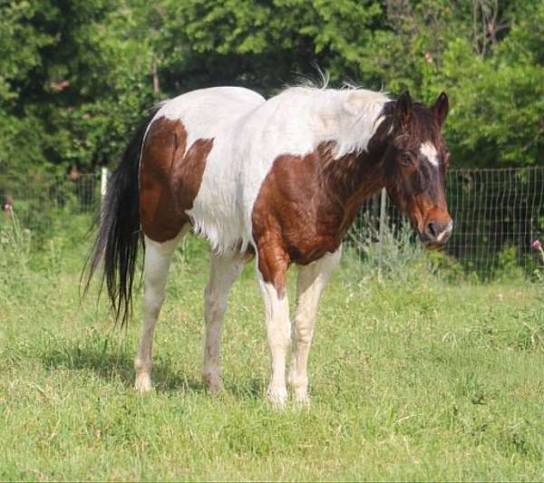 athletic-paint-horse