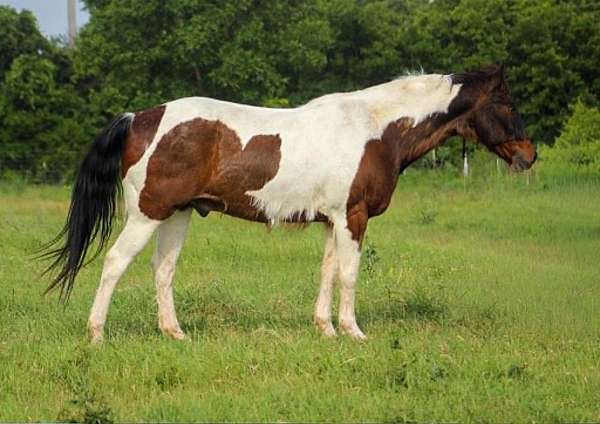 beginner-paint-horse