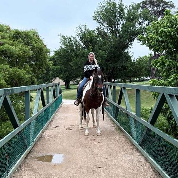 experienced-paint-horse