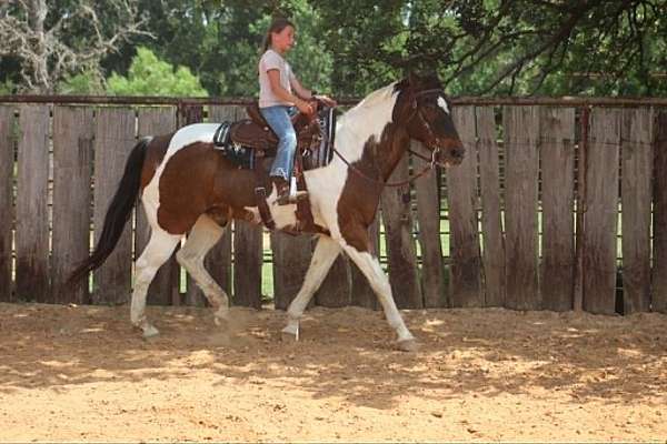 husband-safe-paint-horse