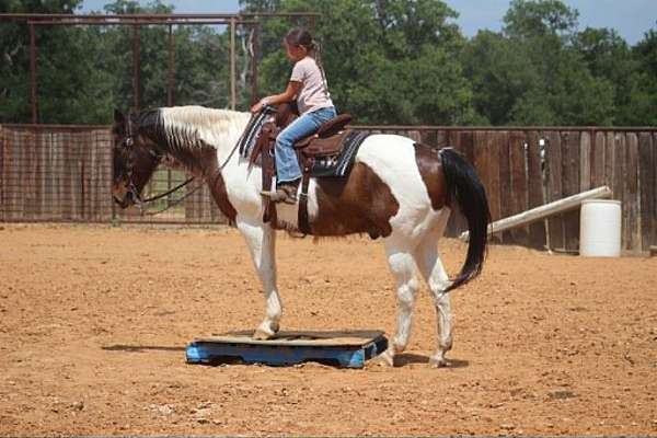 pony-club-paint-horse