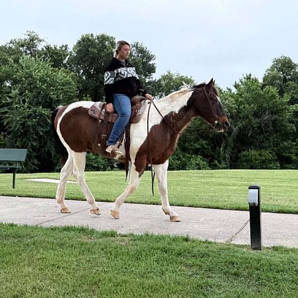 ranch-paint-horse