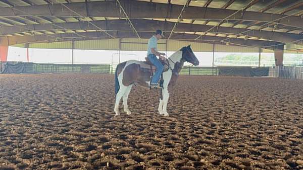 ranch-versatility-paint-horse