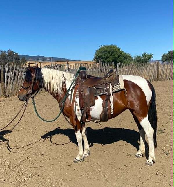 all-around-quarter-pony
