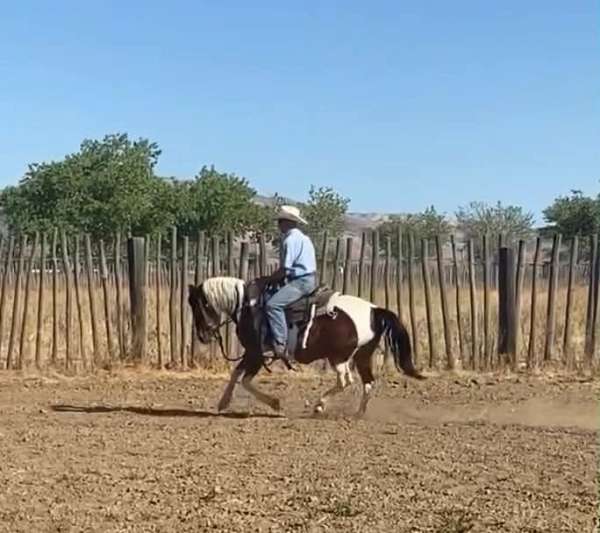 athletic-quarter-pony