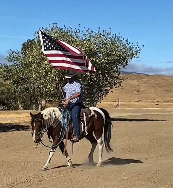beginner-quarter-pony