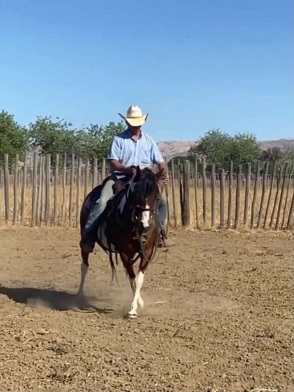 calf-roping-quarter-pony
