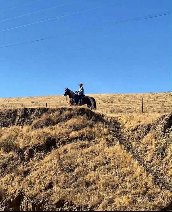 endurance-quarter-pony