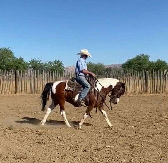 experienced-quarter-pony