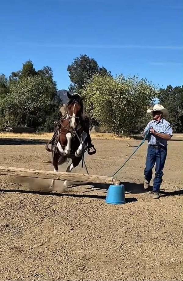 kid-safe-quarter-pony