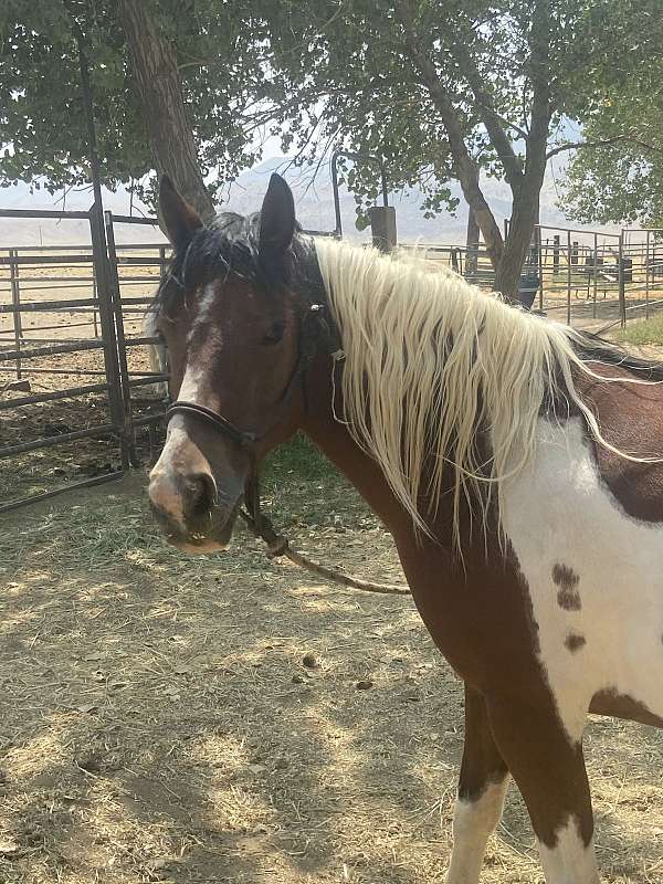 playday-quarter-pony