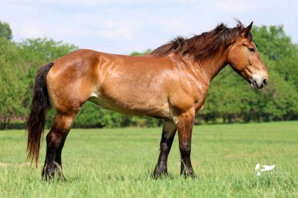 all-around-draft-horse
