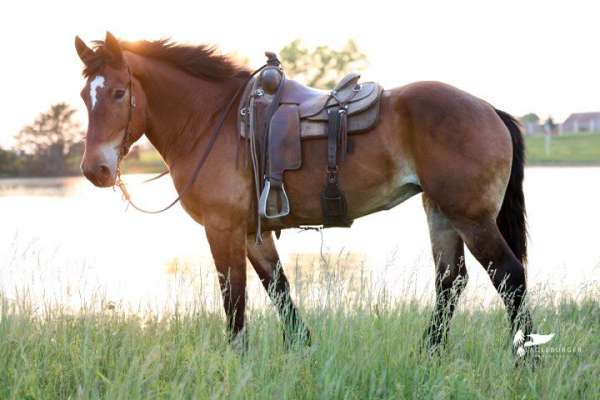 athletic-draft-horse