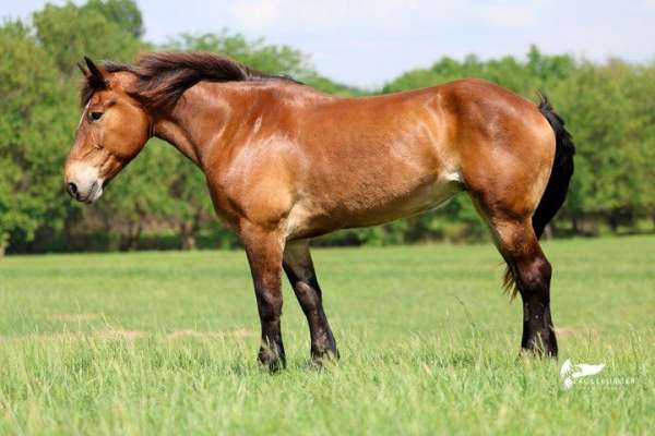 beginner-draft-horse