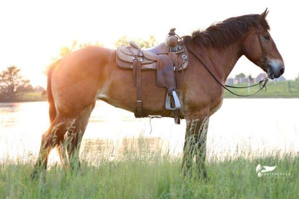 draft-horse