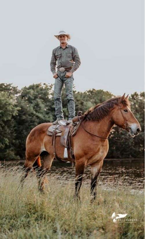 driving-draft-horse