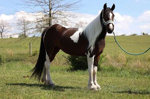all-around-gypsy-vanner-horse