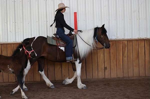 breeding-gypsy-vanner-horse