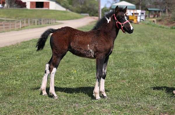 athletic-gypsy-vanner-horse