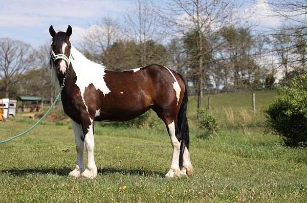 endurance-gypsy-vanner-horse