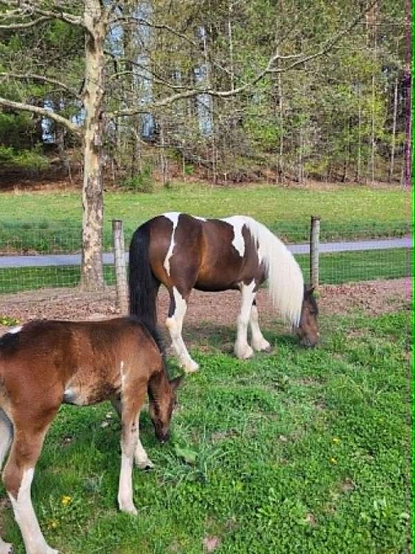 experienced-gypsy-vanner-horse