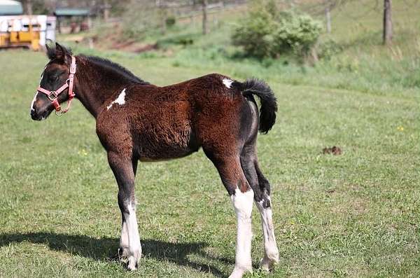 flashy-gypsy-vanner-horse