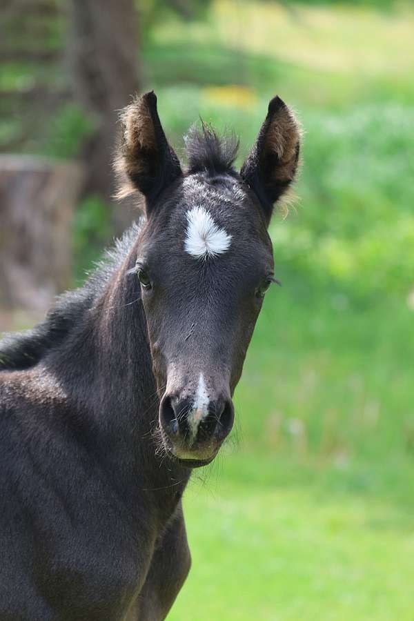 black-white-morgan-colt