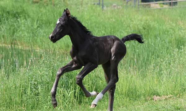 black-white-morgan-horse