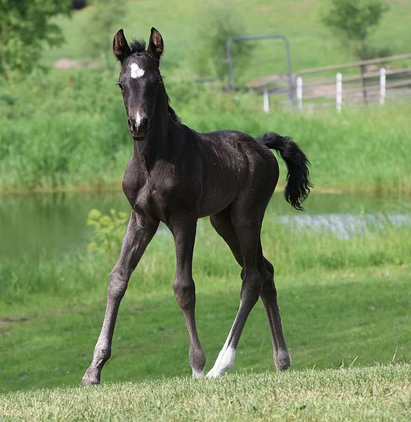 snip-horse