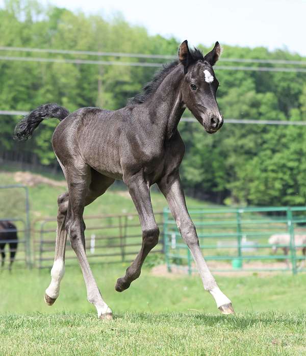 3-socks-horse