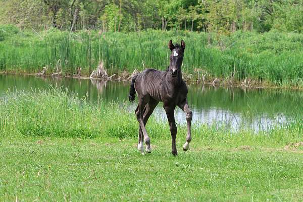 star-horse