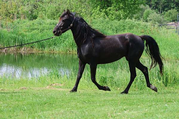 black-star-horse