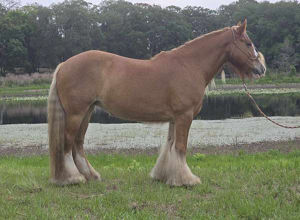 athletic-gypsy-vanner-horse