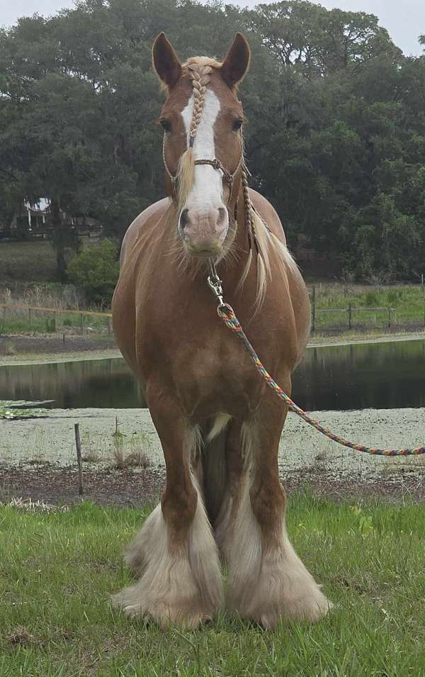beginner-gypsy-vanner-horse