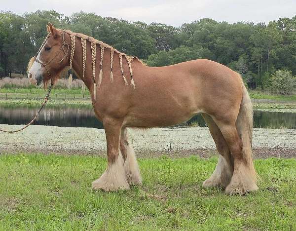 all-around-gypsy-vanner-horse