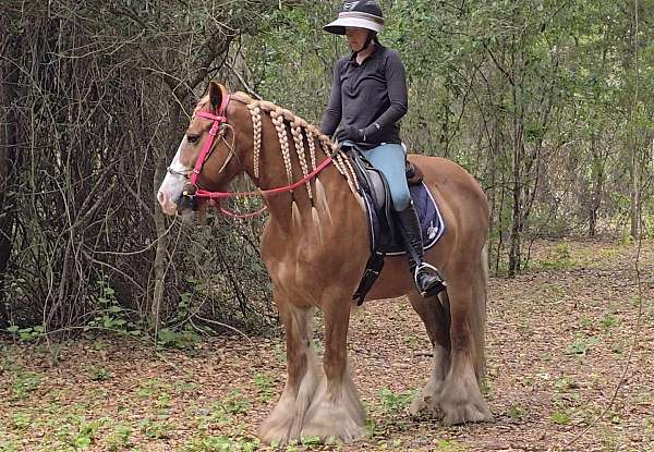 endurance-gypsy-vanner-horse