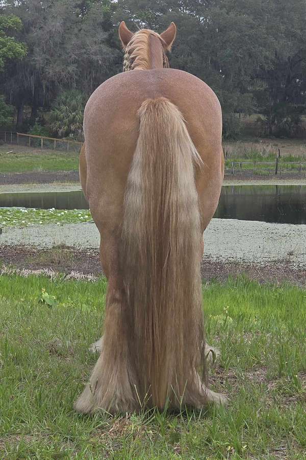 breeding-gypsy-vanner-horse