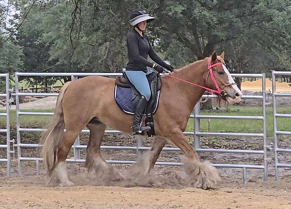 english-pleasure-gypsy-vanner-horse