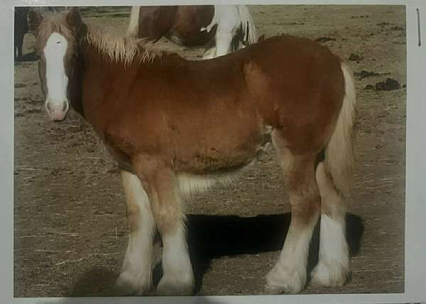 experienced-gypsy-vanner-horse