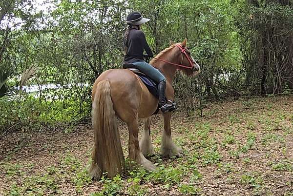 eventing-gypsy-vanner-horse