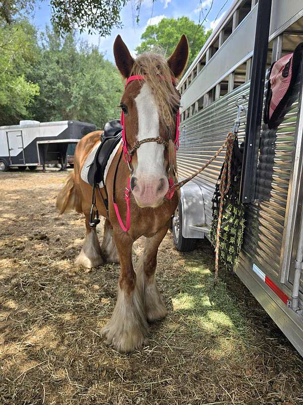 equitation-gypsy-vanner-horse