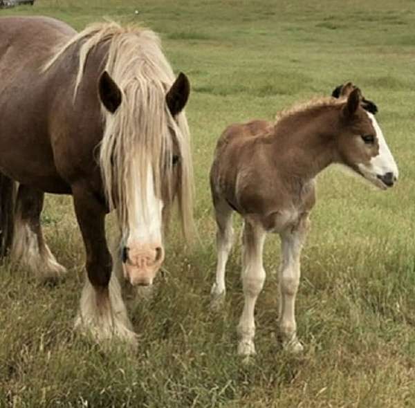 ridden-english-gypsy-vanner-horse