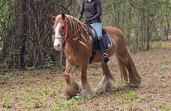 kid-safe-gypsy-vanner-horse