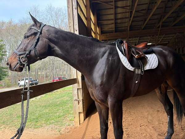 hunter-thoroughbred-horse