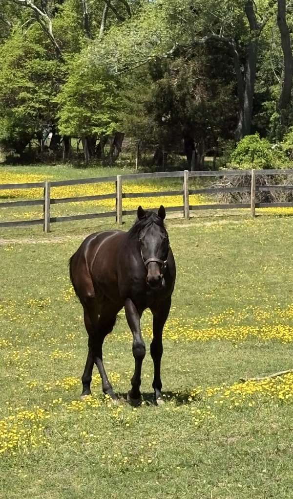 show-thoroughbred-horse
