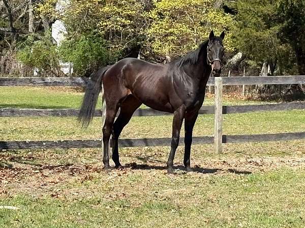 project-thoroughbred-horse