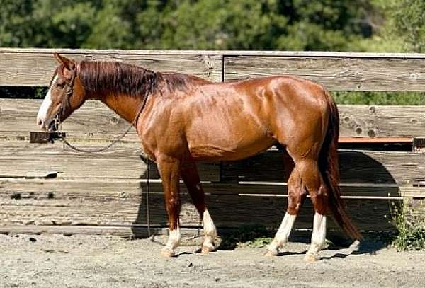 all-around-quarter-horse