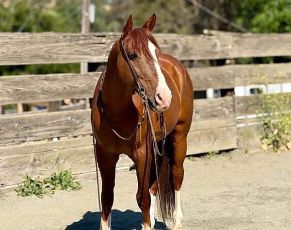 beginner-quarter-horse