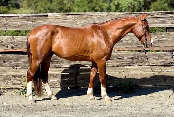 athletic-quarter-horse