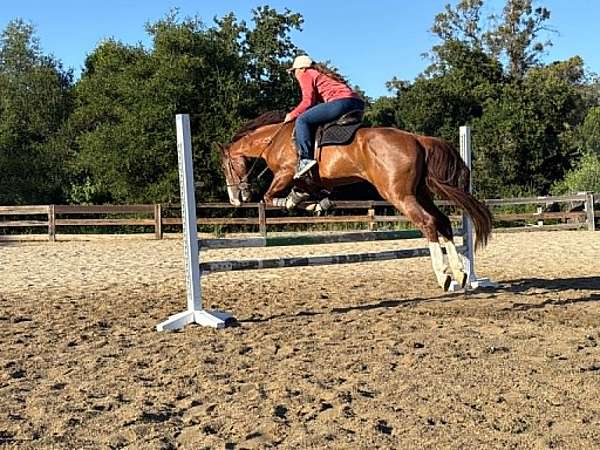 endurance-quarter-horse